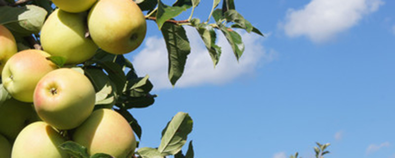 乔化苹果树和矮化树有什么区别