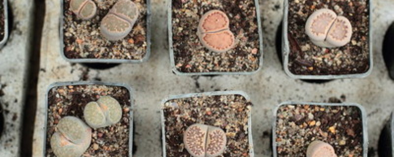 生石花怎么种植方法