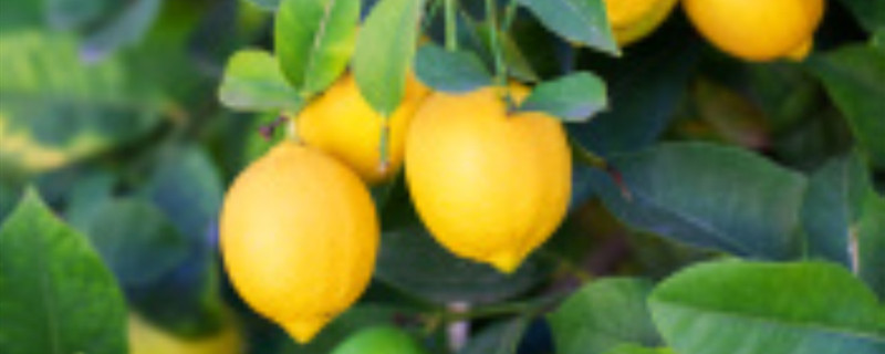 柠檬种植方法和注意事项