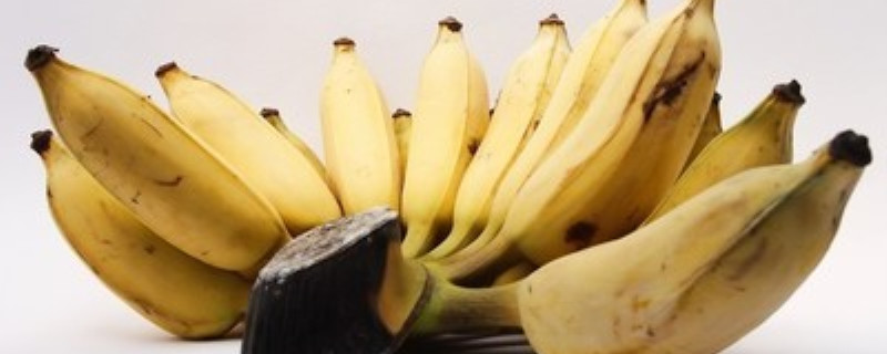 香蕉如何矮化