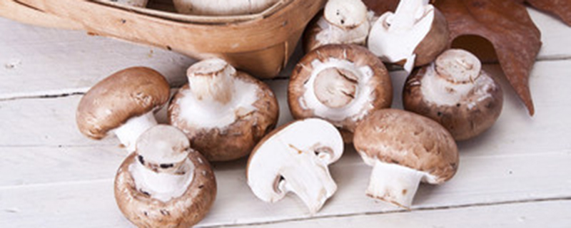 蘑菇菌包自己怎么培养