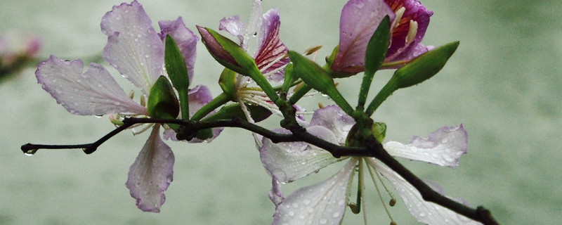 紫荆花怎么扦插才能成活，枝条可以扦插吗