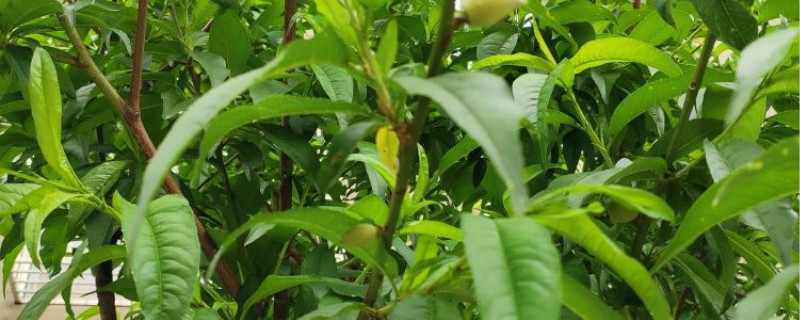 大棚桃树的种植方法和管理，种植技术