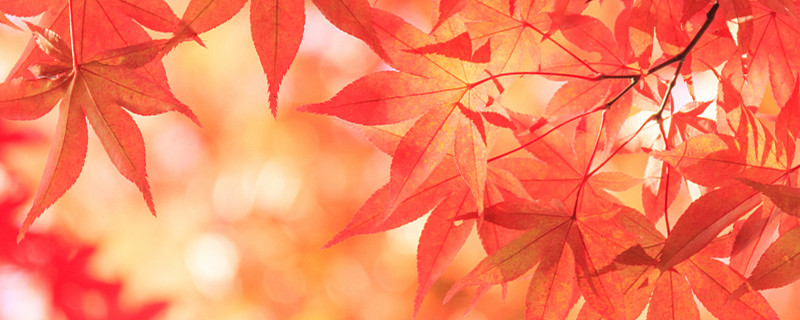 红枫的叶子是什么颜色的，怎么养使叶子更红