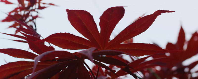 红枫盆景怎么养才能更旺盛，如何繁殖