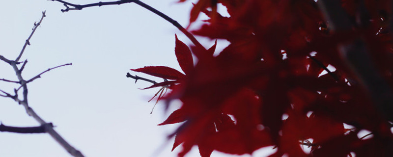 红枫盆栽能养在家中吗，家中如何养护