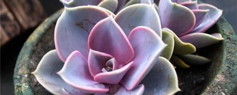 紫珍珠浇水频率