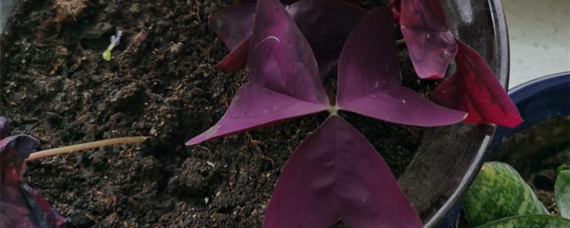 紫叶酢浆草施肥方法，用什么肥好