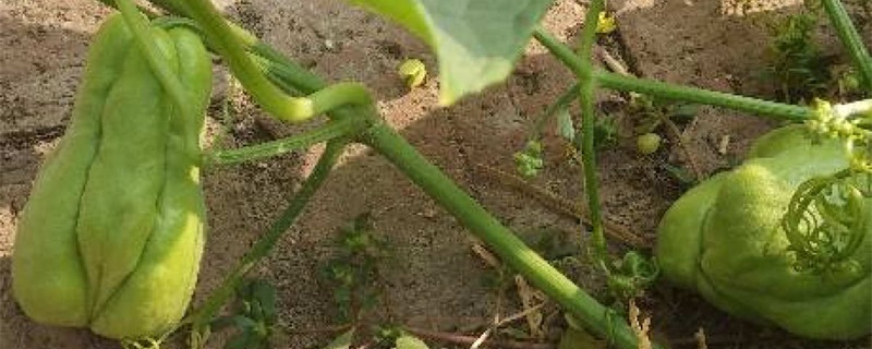 佛手瓜的种植方法，怎样在家里催芽