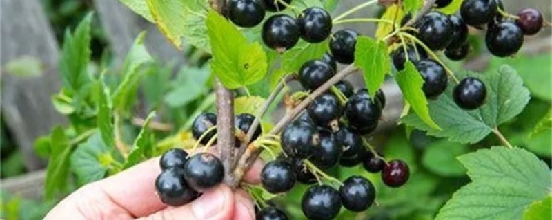 黑加仑是什么水果，树苗怎么种