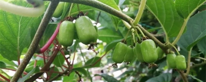 软枣猕猴桃种植技术，什么时候种