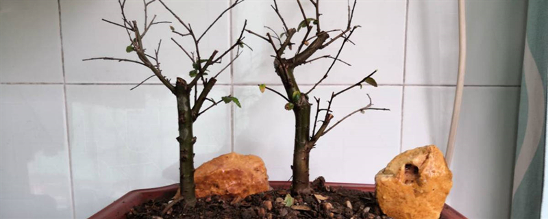 榆树可以放室内吗，盆景养殖方法