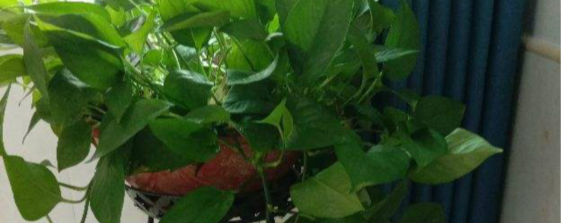 绿萝冬天的养殖方法和注意事项，冬天烂根是什么原因