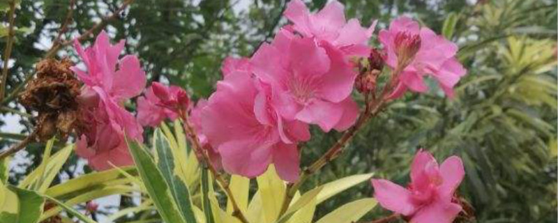 夹竹桃是什么植物，开花时有毒吗