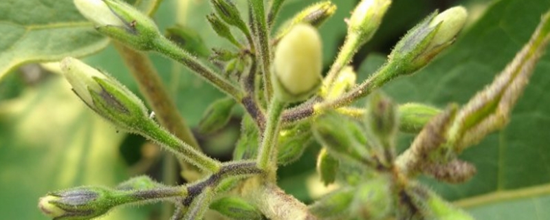 茄子种子催芽方法，催芽浸种多长时间