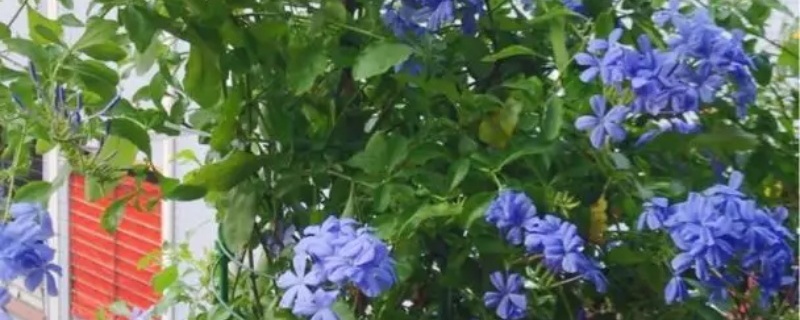 蓝雪花什么时候种植最好，怎么种植