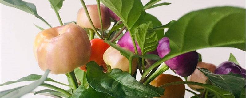 五彩椒盆栽怎么养，怎么种植