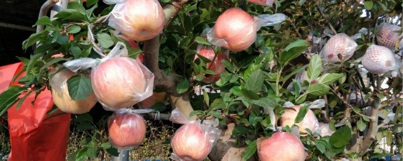 苹果盆栽种植方法，怎么矮化