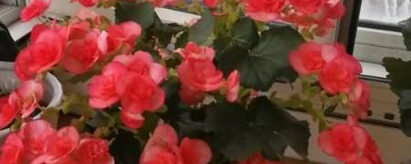玫瑰海棠花的寓意和象征