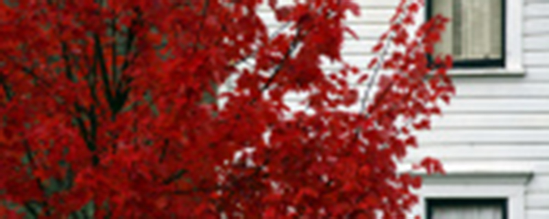 小叶红豆树为什么会变色