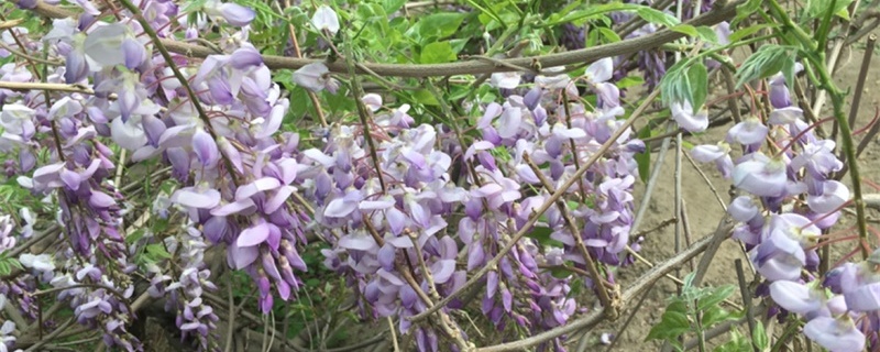 紫藤的养殖方法和注意事项