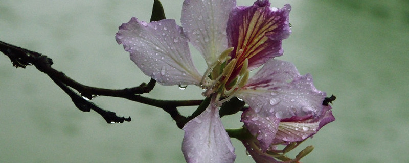 紫荆花怎么修剪造型，怎么养护