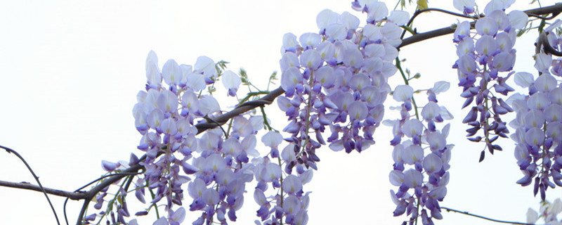 紫藤怎么养才能开花多，怎么催花