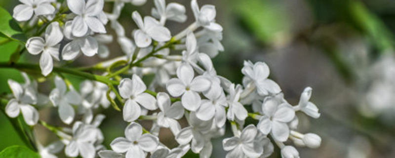 丁香花开花在什么季节