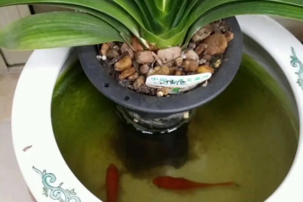 鱼缸里养君子兰，这么小就开花了，佩服！