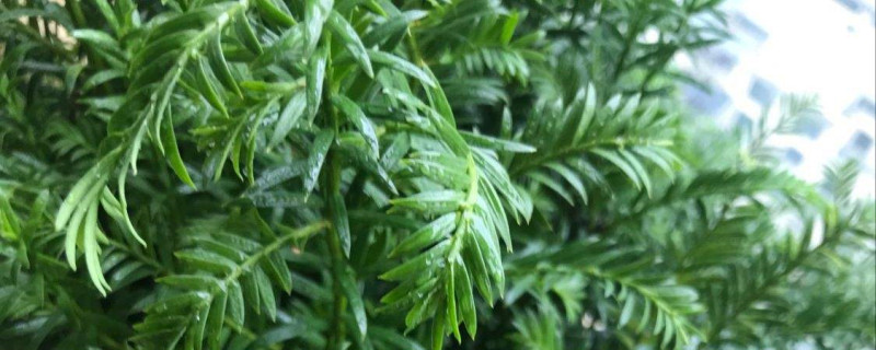 红豆杉种子怎么种植，几月份播种