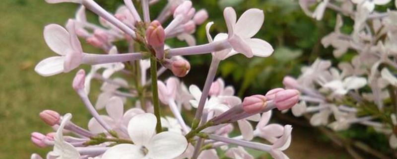 丁香花用什么树嫁接