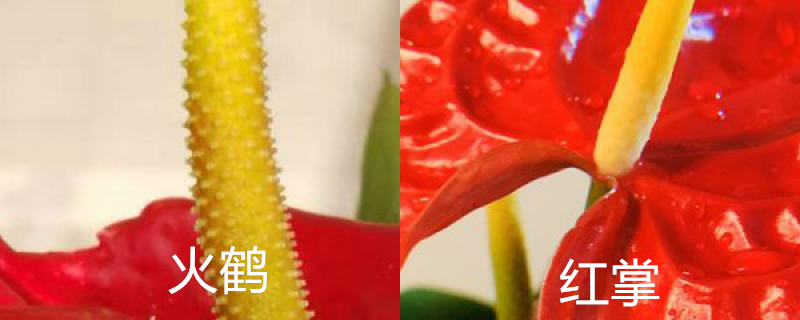 火鹤花和红掌的区别，花柱变绿怎么办