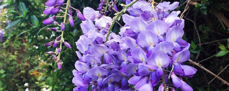 紫藤春天什么时候发芽