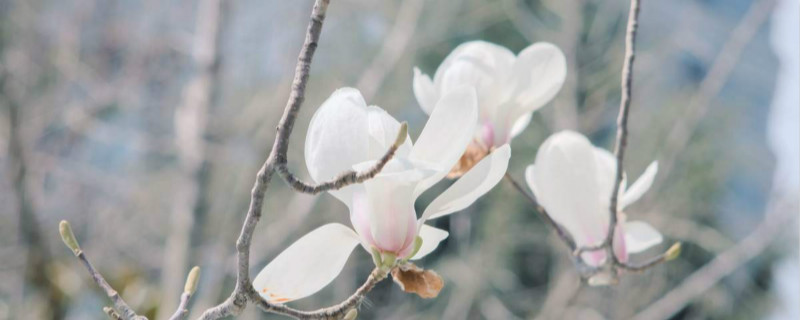 白玉兰树的养殖方法和注意事项