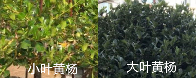 大叶黄杨和小叶黄杨的区别，怎么栽种