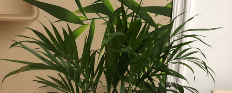 凤尾竹用什么土最好，怎么栽种