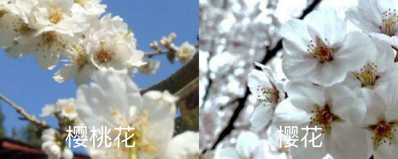 樱桃花和樱花的区别，是先开花还是先长叶