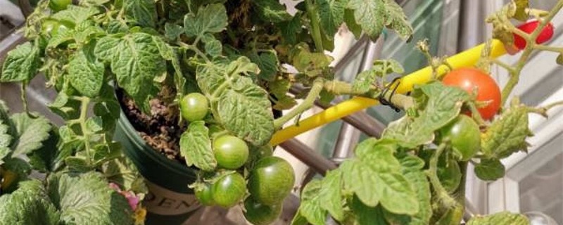 番茄用什么肥料好，怎么施肥