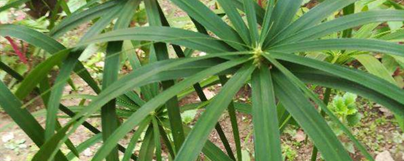 棕竹的种植方法和注意事项