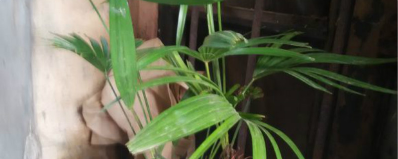 棕竹的繁殖方法