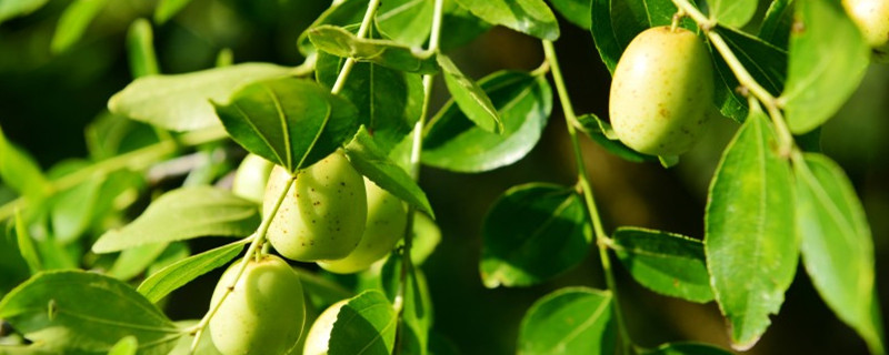 青枣种子催芽方法，怎么播种