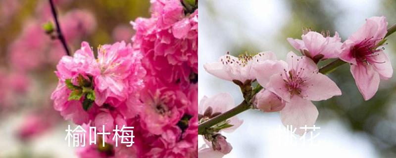 榆叶梅和桃花的区别，分别怎么养护