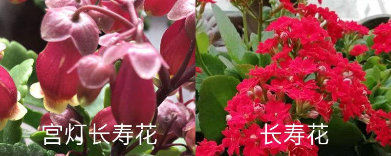 宫灯长寿花和长寿花的区别，分别怎么养护