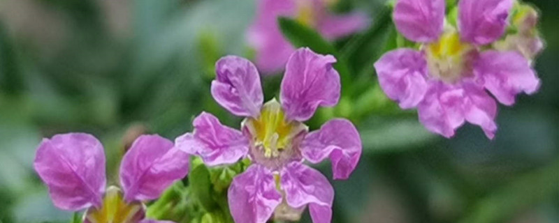 紫萼距花怎样繁殖，什么时候繁殖