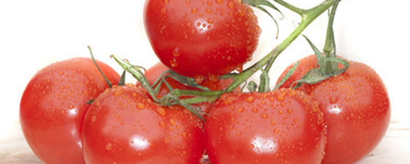 番茄可以自留种吗