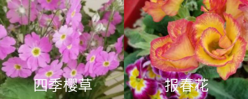 四季樱草和报春花的区别，分别怎么养护