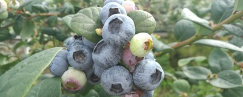 蓝莓树的养殖方法和注意事项