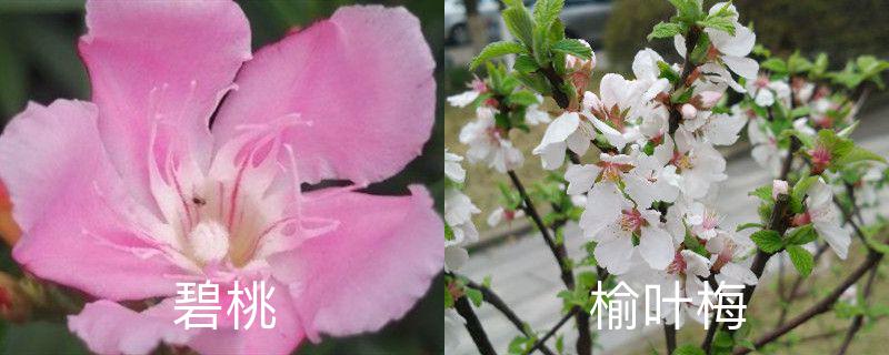 碧桃和榆叶梅的区别，分别怎么养护