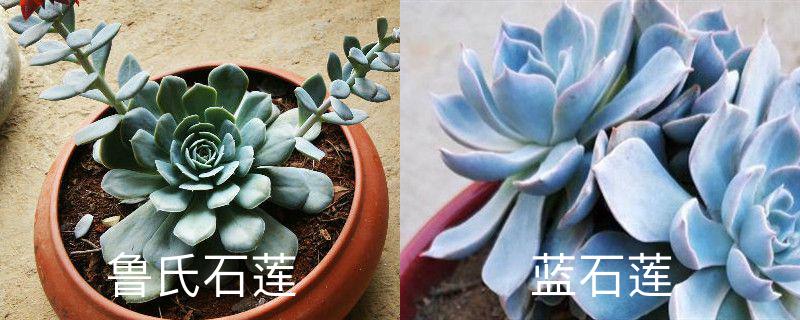 鲁氏石莲和蓝石莲的区别 分别怎么养护 花百科