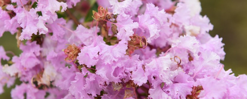 紫薇花的养殖方法和注意事项